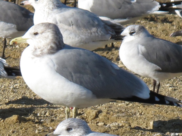 California Gull